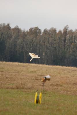 Astron Mike's Glider